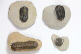 Lot: Assorted Devonian Trilobites - Pieces #119941-1
